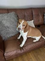 Todd Langlois - Beagle Stud