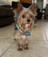 Claudia Hernandez - Yorkshire Terrier Stud