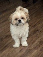 Tamara Eileen Lassiter - Shih Tzu Stud