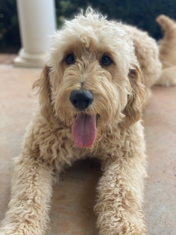 Goldendoodle Breeder 29187