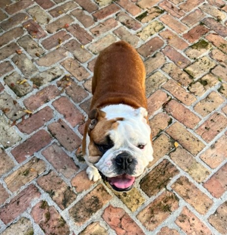 English Bulldog Stud 30725