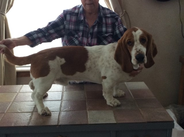 Basset Hound Stud 29920