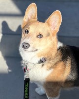 Angelica Perez - Pembroke Welsh Corgi Stud