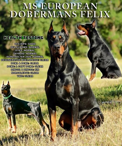 MS European Dobermans