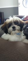 Amy Walker - Shih Tzu Stud