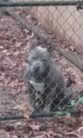 zack - American Pit Bull Terrier Stud