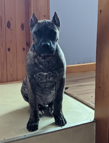 Perro De Presa Canario Stud 31093