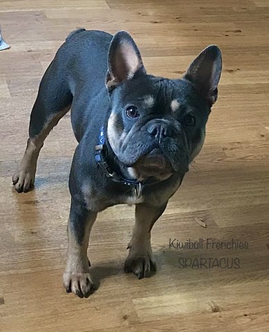 Kiwibull Frenchies