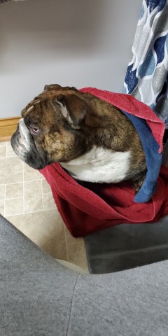 English Bulldog Stud 27757