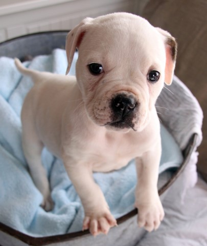 American Bulldog Breeder 28300