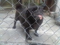 Ga.-Tn. Line Pug's Pug breeder