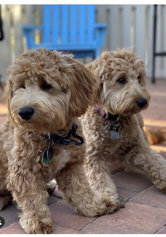 Goldendoodle Stud 29172