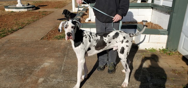 Great Dane Stud 28803