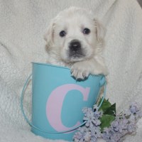 Lovin' Labs Labrador Retriever breeder