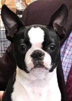 Frostfire Boston Terrier breeder