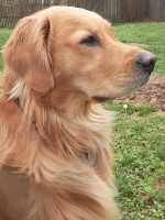 Mark and Audrey Henry - Golden Retriever Stud