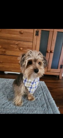 Yorkipoo Stud 31857