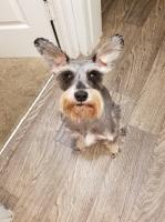 Richard Boos - Miniature Schnauzer Stud