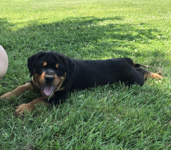 Rottweiler Breeder 23751