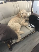 Roman - Goldendoodle Stud