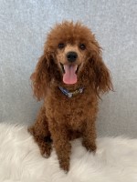 Sabrina - Poodle Miniature Stud