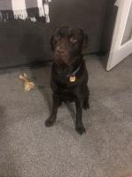 Chester Klinedinst - Labrador Retriever Stud