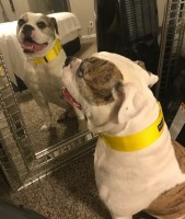 Tomas Joshua - American Bulldog Stud