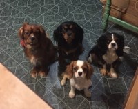 Weatop Canines Cavalier King Charles Spaniel breeder