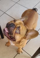 Geovanny - French Bulldog Stud