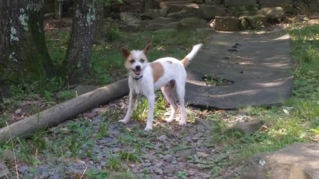 Jack Russell Terrier Breeder 25764
