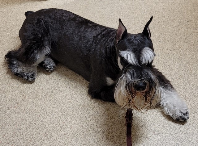 Miniature Schnauzer Breeder 25880