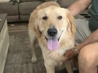 Lisa Fennell - Golden Retriever Stud