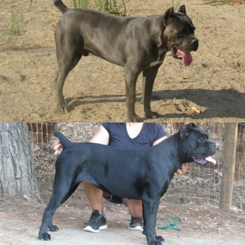 Gladiator's Quest Cane Corso