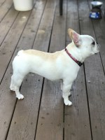 Kelly - French Bulldog Stud