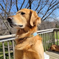 Winters Snow Kennel Golden Retriever breeder