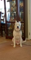 William Duncan - Dogo Argentino Stud
