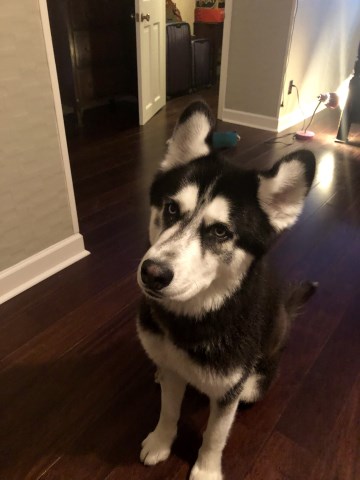 Siberian Husky Stud 26752