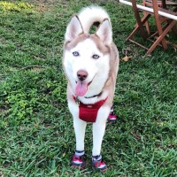 Jennifer - Siberian Husky Breeder Siberian Husky breeder