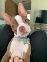 Ray D. - Boston Terrier Stud