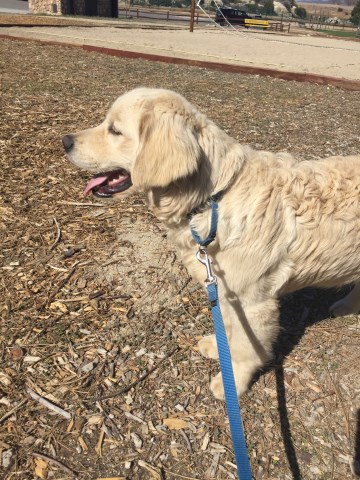 Golden Retriever Breeder 27172