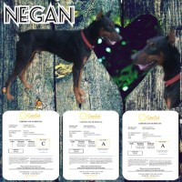 Christine Simoneau - Doberman Pinscher Stud