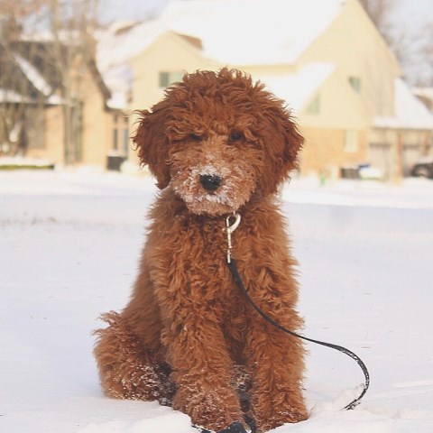 Goldendoodle Stud 27531