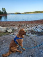 Crystal Beach - Golden Retriever Stud
