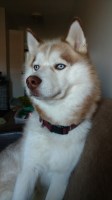 Kathleen Lambert - Siberian Husky Stud