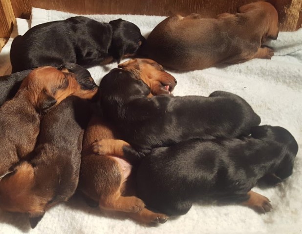 German Pinscher Breeder 29243