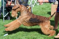 Indus Kennels (Reg. Ckc) Airedale Terrier breeder