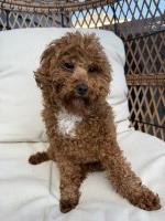Crimson Curl Doodles - Goldendoodle Stud