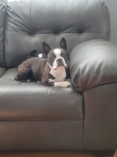 Boston Terrier Stud 30354