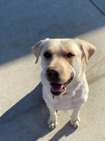 Abby Grende - Labrador Retriever Stud