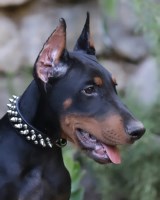 Arko - Doberman Pinscher Stud